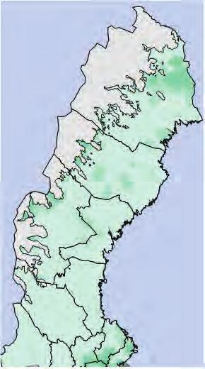 Lägre andel äldre (>80 år) lövrik skog 1955 1985 2000