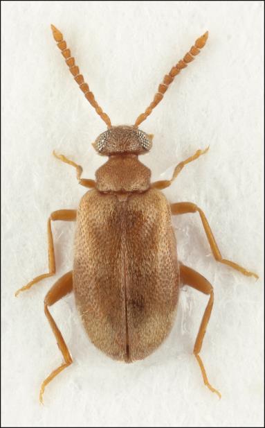 Bilaga 2 (Cymindis vaporariorum) och Rödgul vinterlöpare (Bradycellus verbasci) arter som är bundna eller lever på sandiga underlag/miljöer.