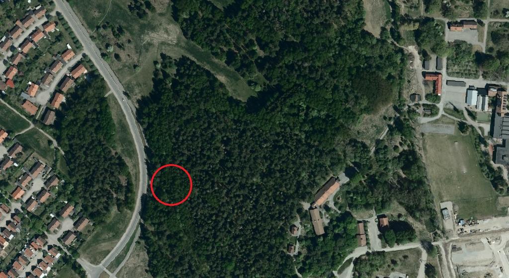 Grenhögen föreslås att placeras i den västra delen av Bäcklösa med stort inslag av lövträd och asp i olika åldersstadier.