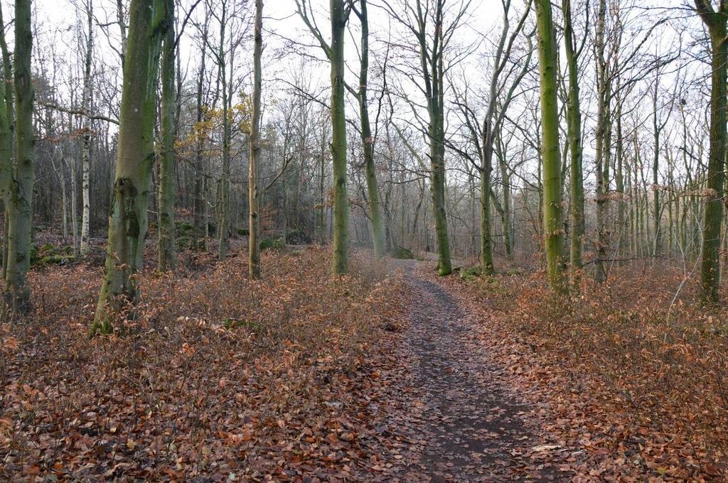 Den norra delen av Brunnsbergsskogen genomkorsas av ett flertal stigar. Foto visar en strövstig som går genom den glesare bokskogen i utredningsområdets identifierade naturvärdesobjekt 3.