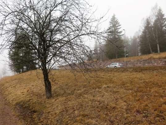 Bild 8-9. Malus sp.