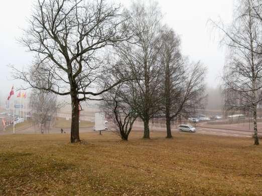 Nedan två olika arter lönnar samt grova