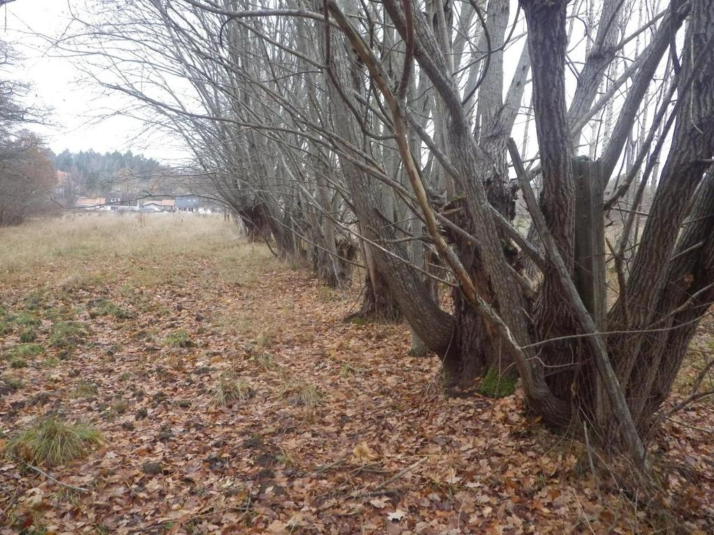 10 Område 2 0,041 ha Sälgrad Klass 4, Visst naturvärde Naturvärdesbedömning Området har ett visst biotopvärde knutet till sälgar med ganska stora döda partier.