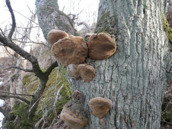 6 Ekticka Phellinus robustus NT Ekticka är en storvuxen hård ticka med kanelfärgade porer och svartgrå ovansida. Den lever på gamla levande och nyligen döda ekar.