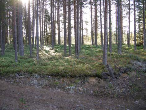 Raä 442:1, Uppgift om Viste Moränhöjden, platsen för Raä 442:1-2. Till höger i bilden ser man kanten på grustäkten. Foto: Mirjam Jonsson Norrbottens museum.