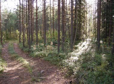 Raä 442:2, stenröjd yta Skogsbilvägen som går över moränhöjden och Raä 442:2. Mitt i bild ser man ett av röjningsrösena. Foto: Mirjam Jonsson Norrbottens museum.