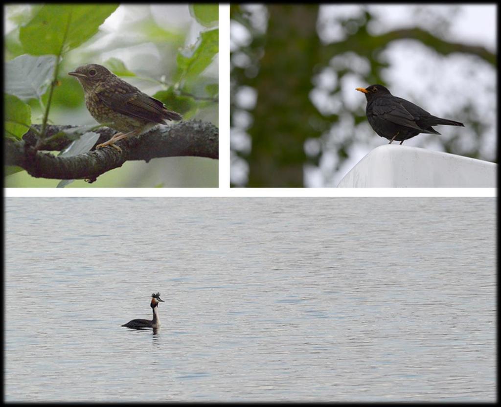 naturreservat ECOCOM AB Stortorget 38 392 31
