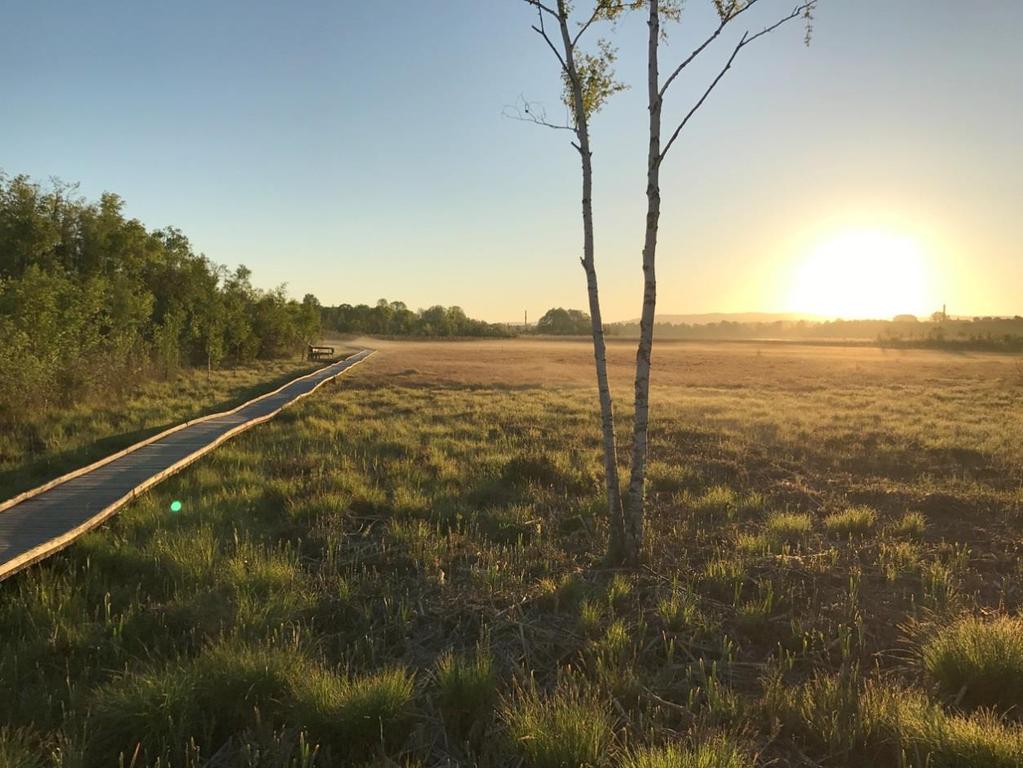 Stora högstarrkärret (E) Delområdet stora högstarrkärret, E, utgörs av en hävdad strandäng som i väster begränsas av en lövsumpskog, i norr av en vassbård mot Rocksjön, i öster återfinns både en