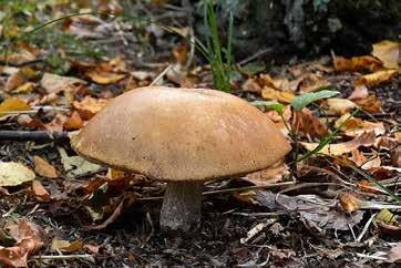 Kronoskogen och Sibirien vid Ängelholm Text och foto: Jan Svensson Vad gör man när torkan håller i sig och suget efter att leta svamp bara blir större och större och alternativen på biotoper börjar