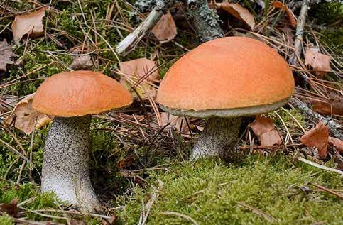 beger mig söderöver i detta område. Här visar sig snart några björksoppar Leccinum scabrum och det tar inte lång tid förrän några rodnande flugsvampar Amanita rubescens visar sig i sanden.
