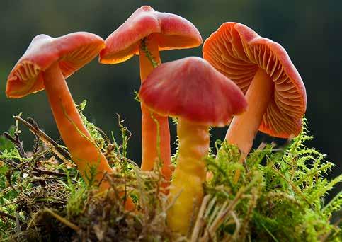 Blinkarp vid Söderåsen Text och foto: Jan Svensson Det är slutet av september och fortfarande inget regn att tala om och nu börjar svampabstinensen göra sig märkbart påtaglig.
