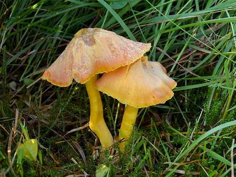 Honungsvaxskivling Hygrocybe reidii konstgödsel. På och runt Söderåsen finns fortfarande ett flertal lokaler med en rik ängssvampflora.
