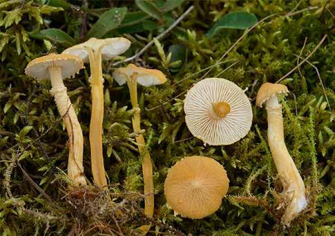 Gulköttig grynskivling Cystoderma jasonis 100 kända aktuella lokaler i landet (2015).