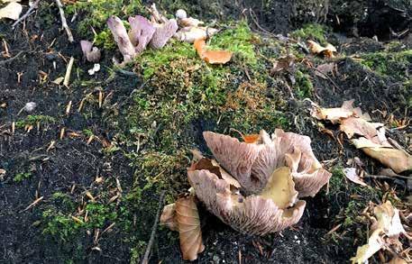 Violgubbe, Gomphus clavatus,har sin huvudutbredning i norra Upplands kalkbarrskogar.