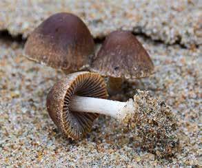 samma plats. Men det slutade inte här utan vi hittade dynspröding Psathyrella ammophila NT. Endast några få svenska lokaler är hittills kända: Sandhammaren, Barkåkra och Båstad i Skåne, Ö.