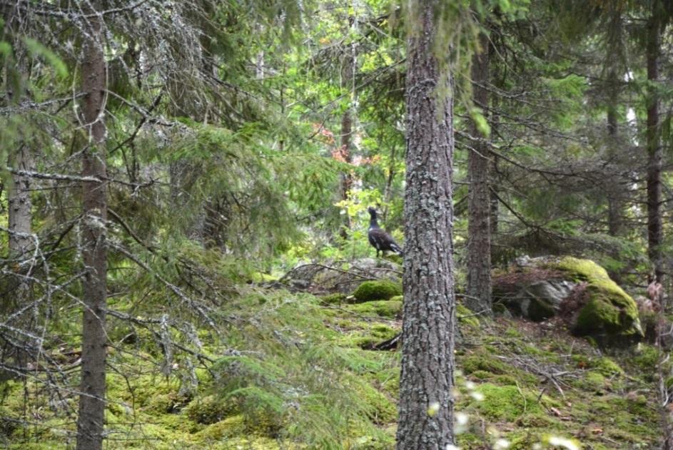 Hultsfred Kängsebo 2:1 Hultsfred Kängsebo 2:1 Om fastigheten Typ: Skogsfastighet Mark: ca 104 ha