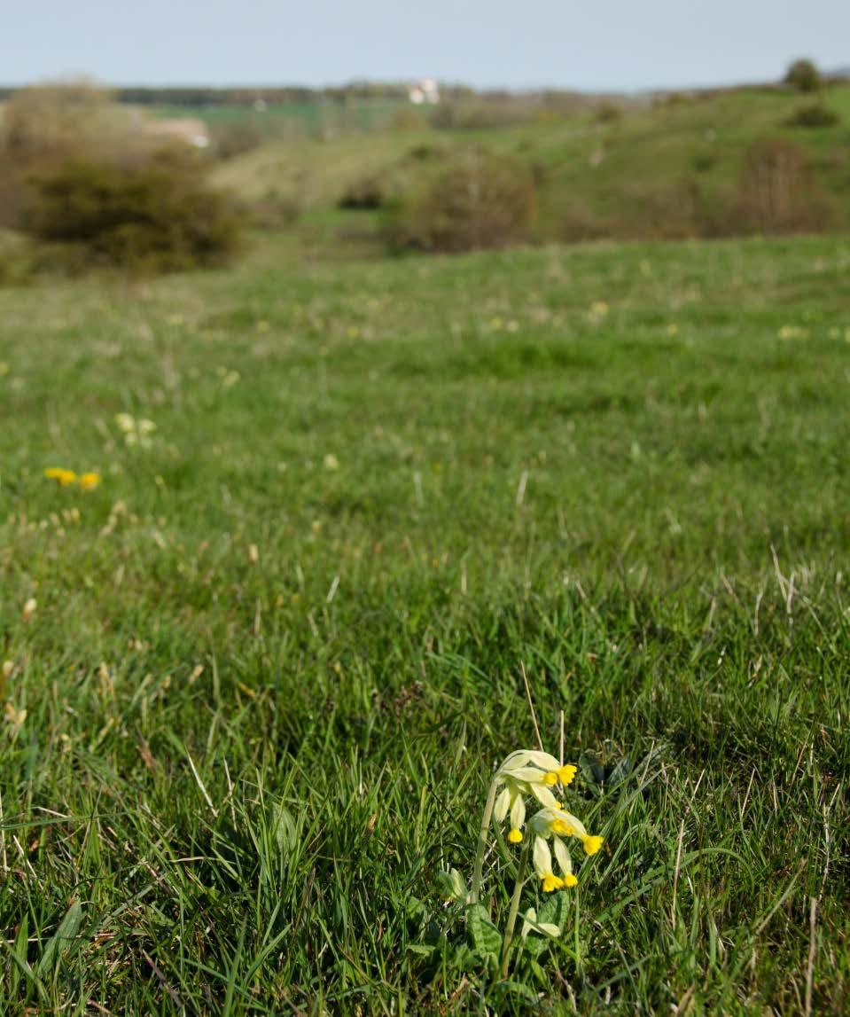 SE0420075, delområde Brösarps