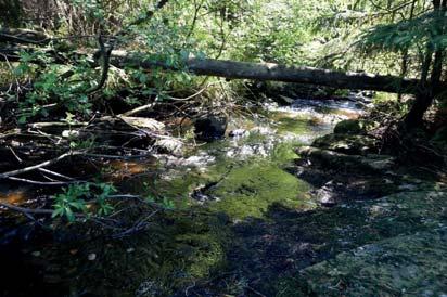4. Vattendrag Naturvärdesklass: 2, högt naturvärde Längd: 532 meter Biotopvärde: påtagligt Artvärde: påtagligt Naturvårdsarter: elritsa Phoxinus phoxinus, öring Salmo trutta, krusig ulota Ulota