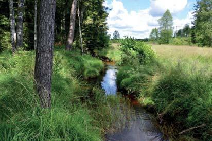 5. Vattendrag Naturvärdesklass: 3, påtagligt naturvärde Längd: 274 meter Biotopvärde: visst Artvärde: påtagligt Naturvårdsarter: elritsa Phoxinus phoxinus, öring Salmo trutta Objekt 5 utgörs av en i