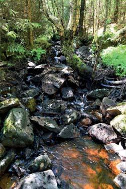 6. Vattendrag Naturvärdesklass: 2, högt naturvärde Längd: 990 meter Biotopvärde: högt Artvärde: påtagligt Naturvårdsarter: elritsa Phoxinus phoxinus, öring Salmo trutta, västlig hakmossa