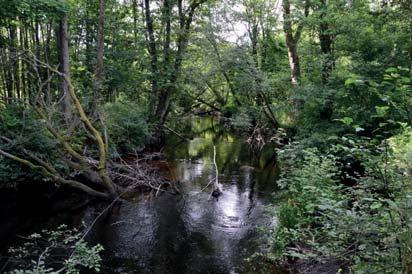 10. Skog och träd Naturvärdesklass: 2, högt naturvärde Area: 3,5 hektar Biotopvärde: högt Artvärde: påtagligt Naturvårdsarter: västlig hakmossa Rhytidiadelphus loreus, krusig ulota Ulota crispa,
