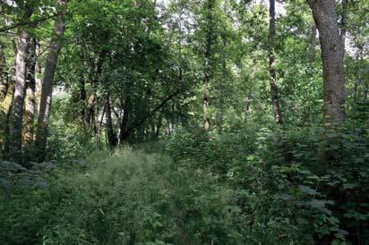 11. Skog och träd Naturvärdesklass: 3, påtagligt naturvärde Area: 1,7 hektar Biotopvärde: visst Artvärde: visst Naturvårdsarter: krusig ulota Ulota crispa Objekt 11 utgörs av en lövsumpskog som omger