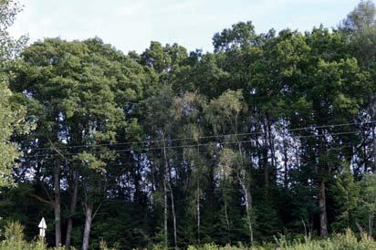 12. Skog och träd Naturvärdesklass: 3, påtagligt naturvärde Area: 0,5 hektar Biotopvärde: visst Artvärde: visst Naturvårdsarter: krusig ulota Ulota crispa Objekt 12 utgörs av en gårdsnära lövskog som