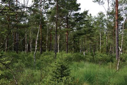 13. Skog och träd Naturvärdesklass: 3, påtagligt naturvärde Area: 3,3 hektar Biotopvärde: visst Artvärde: visst Naturvårdsarter: - Naturvårdsarter från Artportalen eller förstudien: vanlig padda Bufo