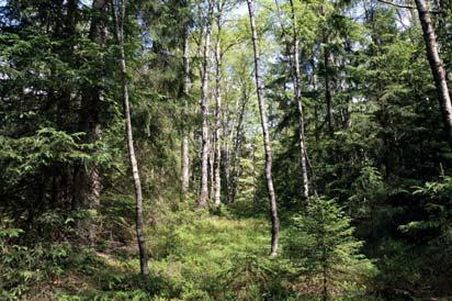 14. Skog och träd Naturvärdesklass: 3, påtagligt naturvärde Area: 2,9 hektar Tidigare inventering: - Biotopvärde: visst Artvärde: påtagligt Naturvårdsarter: västlig hakmossa Rhytidiadelphus loreus,