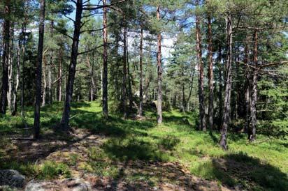 15. Skog och träd Naturvärdesklass: 3, påtagligt naturvärde Area: 6,6 hektar Biotopvärde: visst Artvärde: visst Naturvårdsarter: vågig sidenmossa Plagiothecium undulatum, tjäder Tetrao urogallus