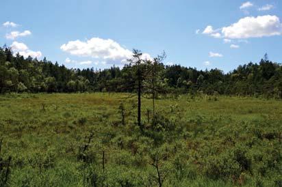 16. Myr Naturvärdesklass: 3, påtagligt naturvärde Area: 1,5 hektar Biotopvärde: visst Artvärde: visst Naturvårdsarter: - Naturvårdsarter från Artportalen eller förstudien: spillkråka Dryocopus