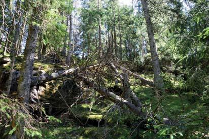 17. Skog och träd Naturvärdesklass: 2, högt naturvärde Area: 4,2 hektar (Objektet fortsätter åt söder utanför inventeringsområdet) Tidigare inventering: - Biotopvärde: påtagligt Artvärde: påtagligt
