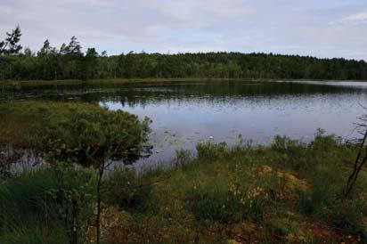 18. Djup sjö Naturvärdesklass: 3, påtagligt naturvärde Area: 3,7 hektar Biotopvärde: påtagligt Artvärde: visst Naturvårdsarter: - Objekt 18 utgörs av en naturligt oligotrof sjö, Stora Ristjärnen.