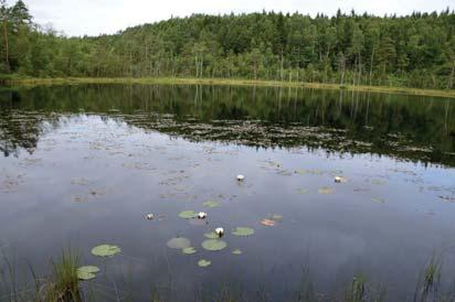19. Djup sjö Naturvärdesklass: 3, påtagligt naturvärde Area: 0,8 hektar Biotopvärde: påtagligt Artvärde: visst Naturvårdsarter: snok Natrix natrix Objekt 19 utgörs av en naturligt oligotrof sjö,