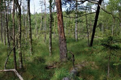 21. Skog och träd Naturvärdesklass: 3, påtagligt naturvärde Area: 0,7 hektar Biotopvärde: visst Artvärde: visst Naturvårdsarter: gammelgranslav Lecanactis abietina Objekt 21 utgörs av gles