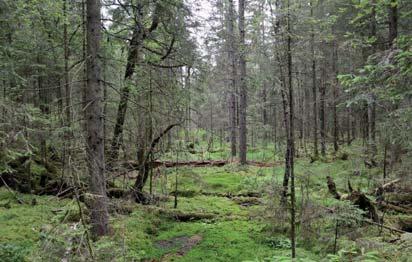 22. Skog och träd Naturvärdesklass: 2, högt naturvärde Area: 3,0 hektar Biotopvärde: påtagligt Artvärde: högt Naturvårdsarter: västlig hakmossa Rhytidiadelphus loreus, långflikmossa Nowellia