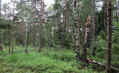 23. Skog och träd Naturvärdesklass: 2, högt naturvärde Area: 18,5 hektar (objektet fortsätter endast åt söder, utanför inventeringsområdet) Biotopvärde: påtagligt Artvärde: påtagligt Naturvårdsarter: