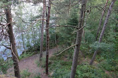 24. Skog och träd Naturvärdesklass: 2, högt naturvärde Area: 9,7 hektar Biotopvärde: påtagligt Artvärde: påtagligt Naturvårdsarter: västlig hakmossa Rhytidiadelphus loreus, långflikmossa Nowellia