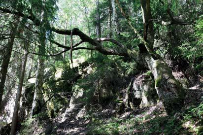 25. Skog och träd Naturvärdesklass: 3, påtagligt naturvärde Area: 0,4 hektar Biotopvärde: visst Artvärde: påtagligt Naturvårdsarter: västlig hakmossa Rhytidiadelphus loreus, långflikmossa Nowellia