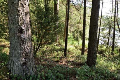 26. Skog och träd Naturvärdesklass: 3, påtagligt naturvärde Area: 1,3 hektar Biotopvärde: visst Artvärde: påtagligt Naturvårdsarter: granticka Phellinus chrysoloma (NT), vågig sidenmossa