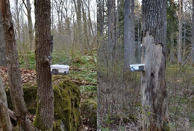 11 För att testa om naturvårdsgallring i igenväxande ek-rika blandskogar kan vara ett effektivt verktyg för att gynna biodiversiteten utförde Niklas Franc en fönsterfälleinventering av