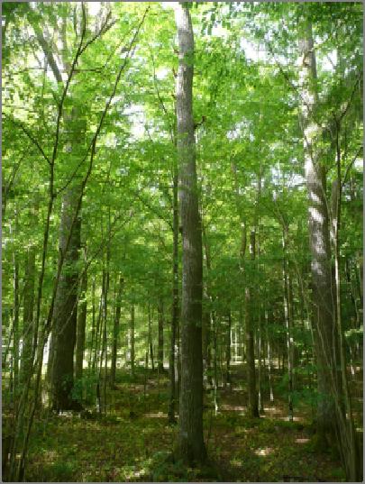14 Naturvårdsgallring och fri utveckling: estetiska aspekter på skötselformerna ett litet test FRANK GÖTMARK Friluftsliv i värdefull och rik natur är sedan länge en viktig del av svensk naturvård och