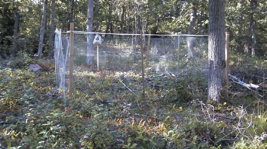 4 Hägn kan gynna naturlig föryngring av ek i naturvårdsskogar - i bästa fall JENNY LEONARDSSON, MAGNUS LÖF & FRANK GÖTMARK Att få uppkommande små ekar att ersätta de stora ekarna i naturvårdsskogar,