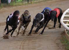 Lucky Luke, B M Kristensson, SDA- GHK, 28.19 2. Wild Run Mann, Hans Bohman, SHS, 28.81 3. Sorrento, Mona Augustsson, SHS, 28.82 4. Aussie Green, Marko Vuopponen, VHS, 28.91 5.