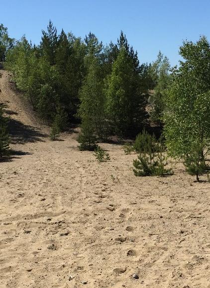 orörd med gles tallskog. Figur 2.