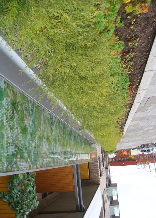 Bara under korta perioder i samband med kraftiga regn kommer en Rain Garden att ha någon synlig vattenyta.