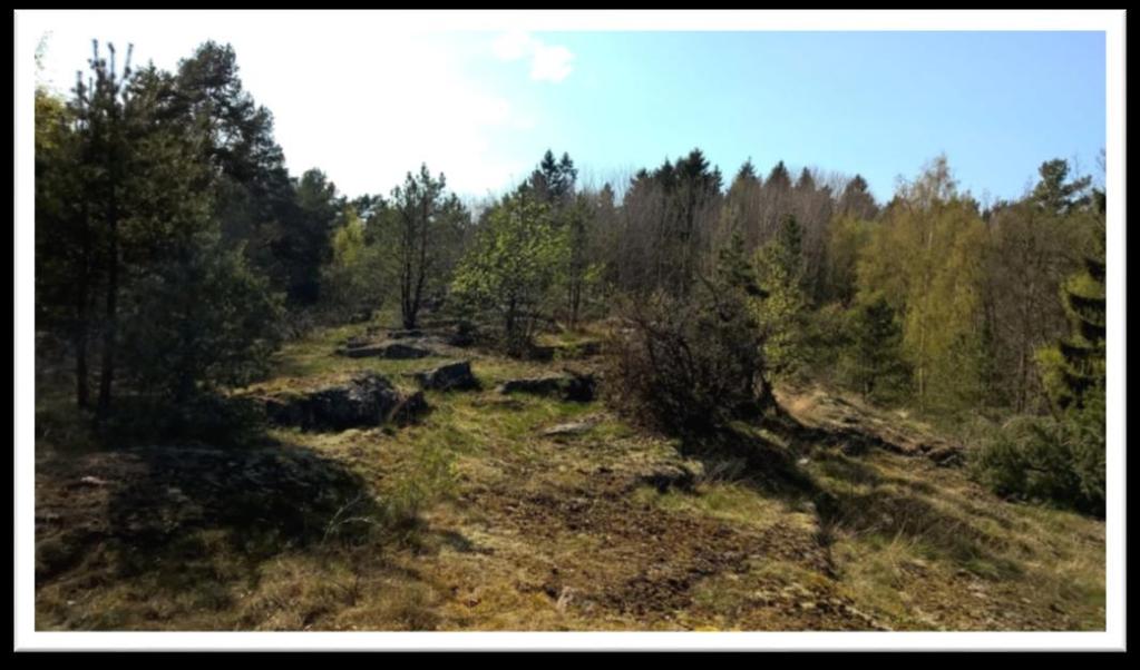 I DAGEN.