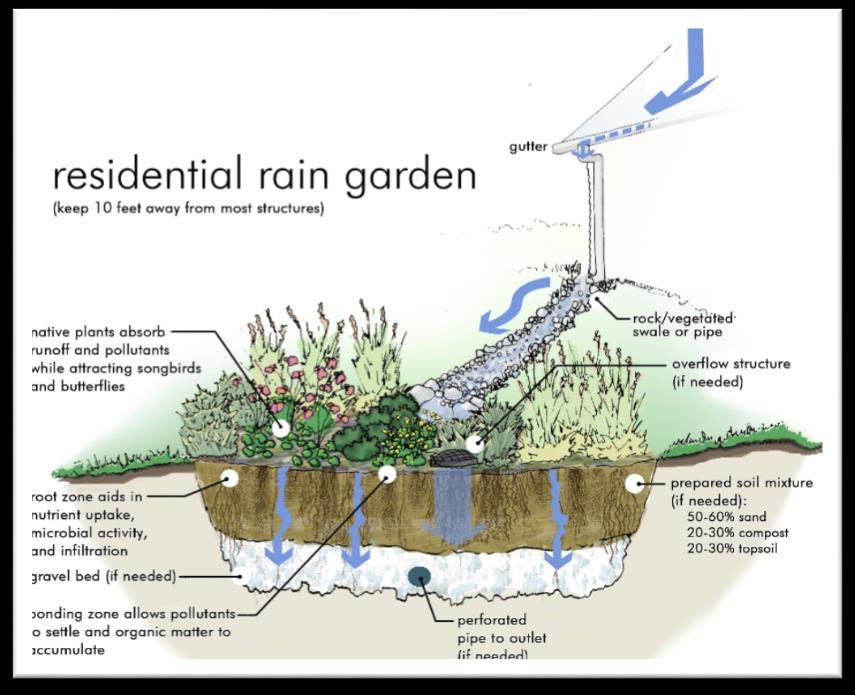 LOKAL FÖRDRÖJNING PÅ VILLATOMT. Regnbädd/Rain Garden Regnbädd eller så kallad Rain Garden är också ett exempel på anläggning som kan fördröja och även rena dagvatten, se figur 15.