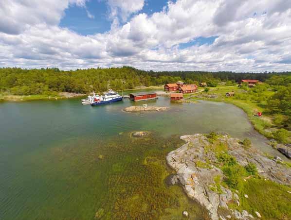Blåstång den viktigaste algen Susanne Qvarfordt & Ellen Schagerström, Stockholms universitet Den långlivade blåstången är i Svealand ensam om att bilda de artrika brunalgsbälten som utgör livsmiljö