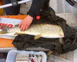Där rovfisk, som exempelvis gädda, saknades kunde det vara stora mängder småfisk som har en negativ påverkan på miljön. I detta fall storspigg som kunde förekomma i mycket stora mängder.